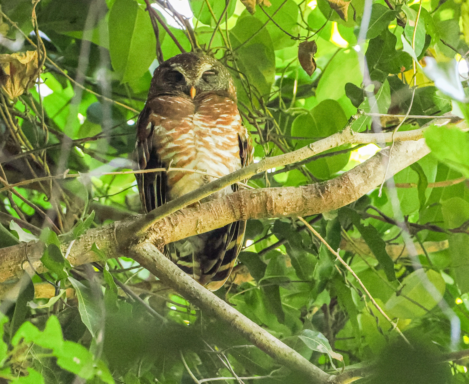 image African Wood-Owl